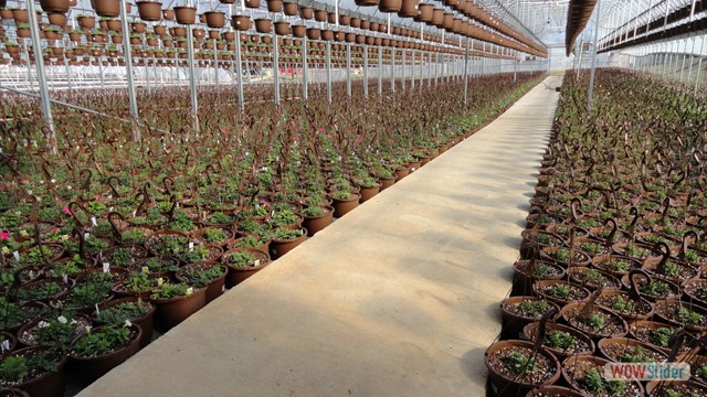 Hanging Baskets Planted