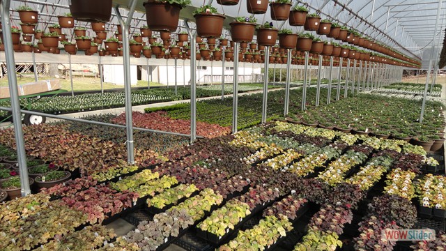 Heuchera Ready