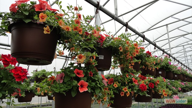 Baskets Growing