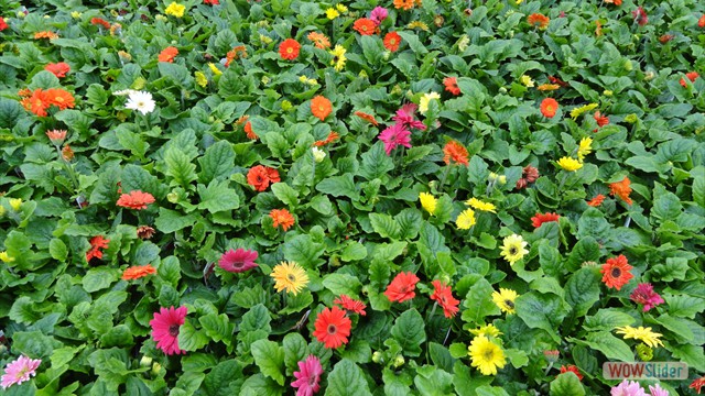 Gerbera Daisies