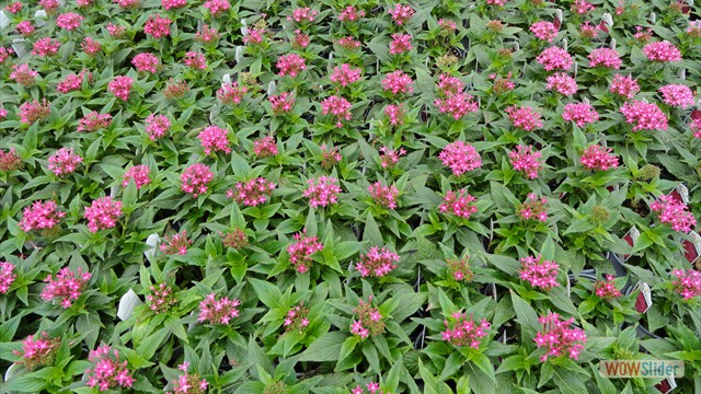 Pentas