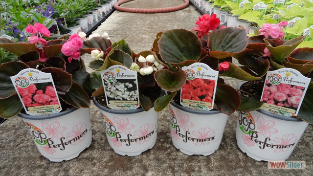 Doublet Begonias