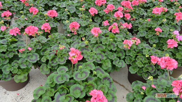 Deco Pot Geraniums