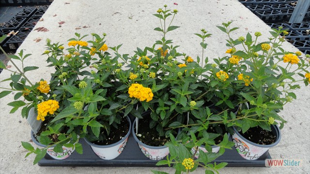 New Gold Lantana