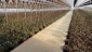 Hanging Baskets Planted