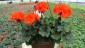 True Orange Geraniums