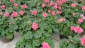 Deco Pot Geraniums