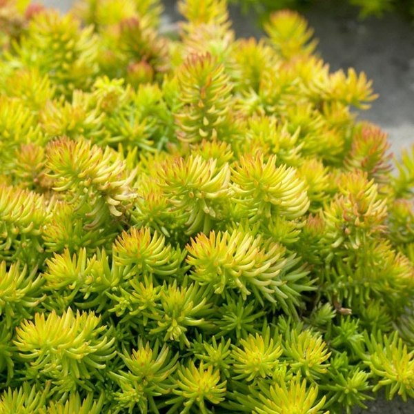 Angelina accent plant