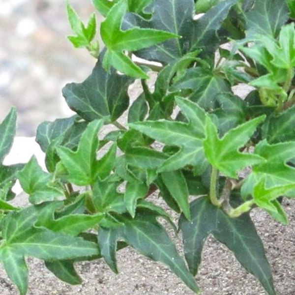 Anita accent plant
