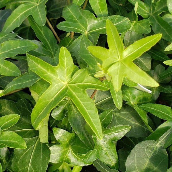 Asterisk accent plant