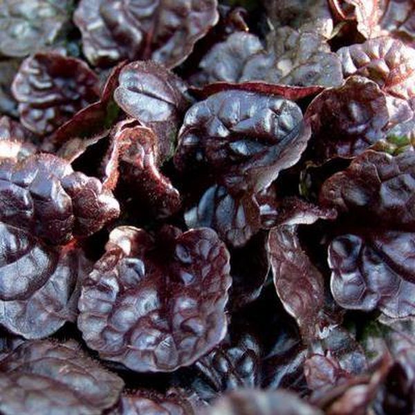 Black Scallop accent plant