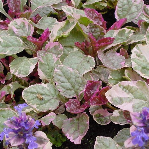 Burgundy Glow accent plant