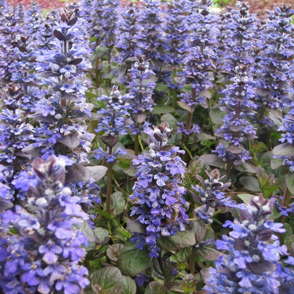Catlins Giant accent plant