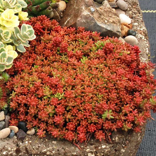 Coral Carpet accent plant