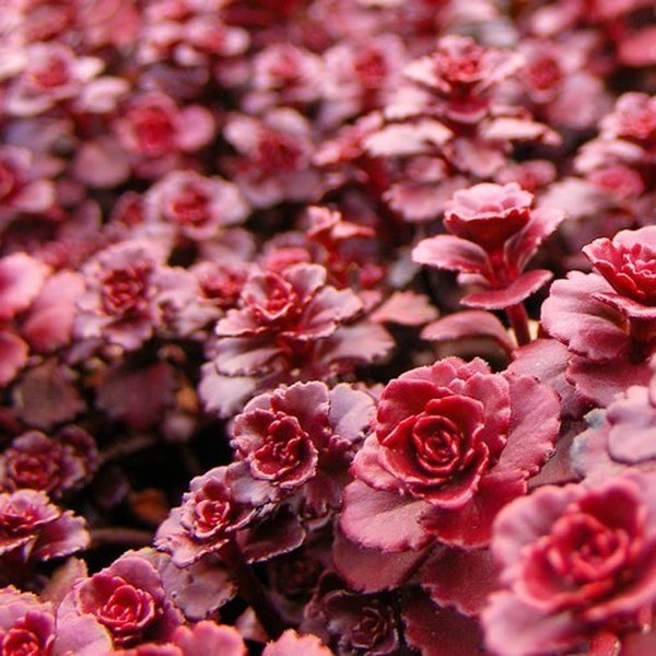 Dragons Blood accent plant