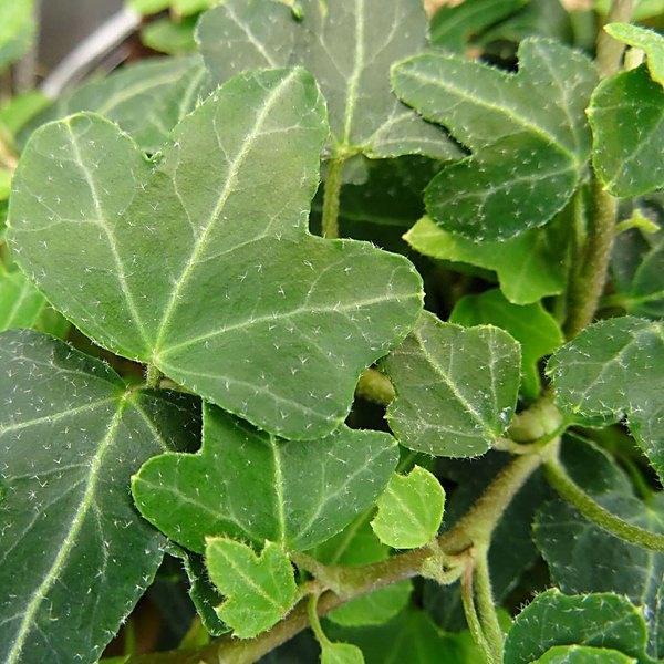 Duckfoot accent plant