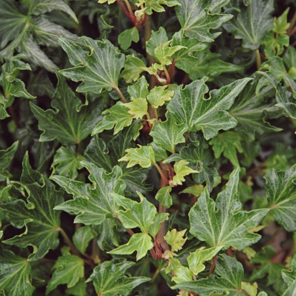 Fandango accent plant