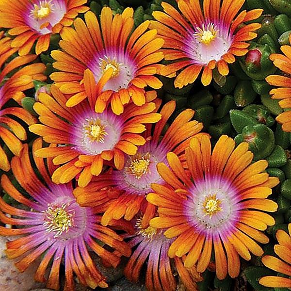 Fire Spinner accent plant