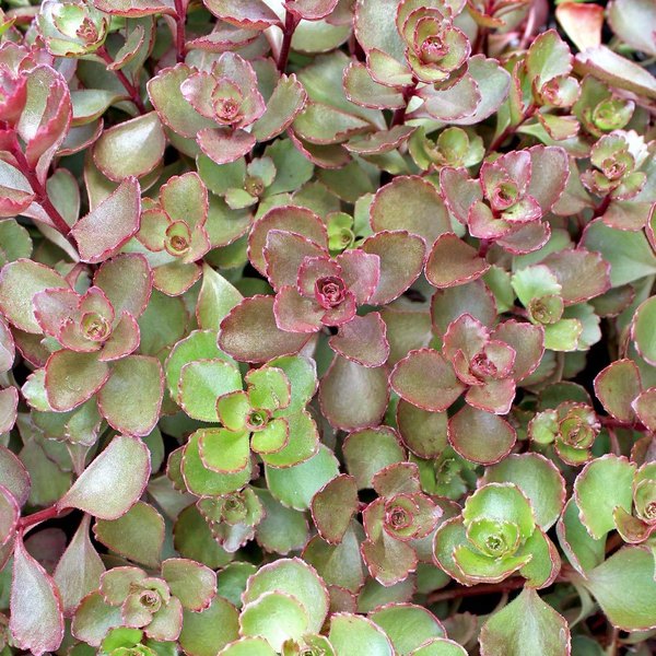 Fuldaglut accent plant