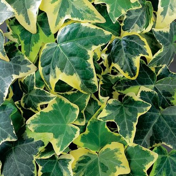 Gold Child accent plant
