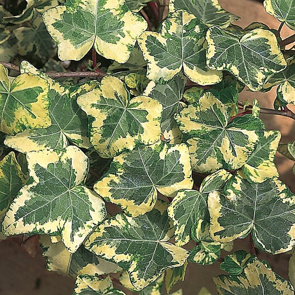 Golden Ingot accent plant