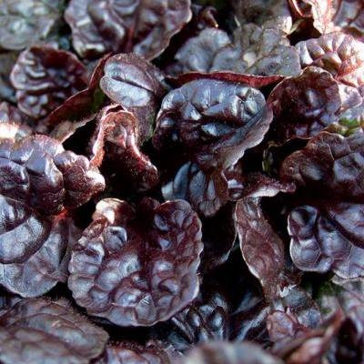 Ajuga Black Scallop