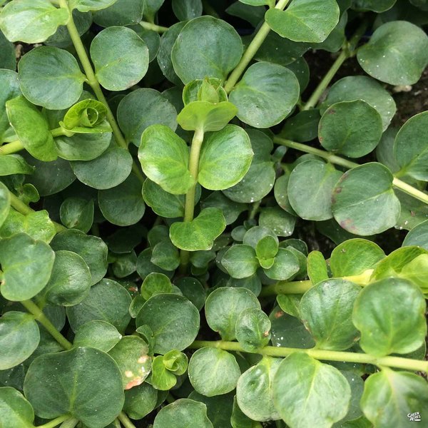 Jenny Green accent plant