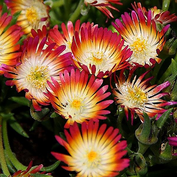 Jewel of Desert Ruby accent plant