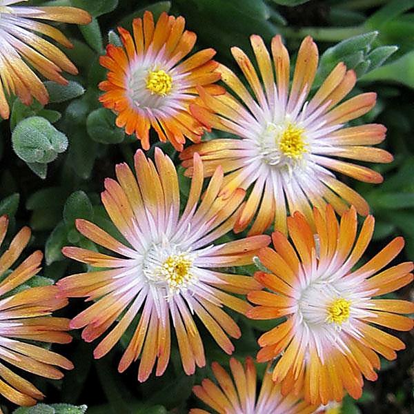Jewel of Desert Topaz accent plant