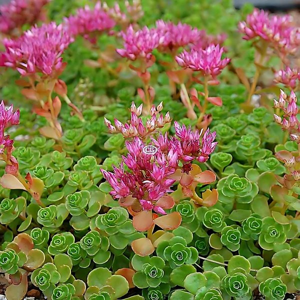 John Creech accent plant