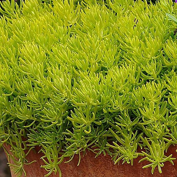 Lemon Ball accent plant