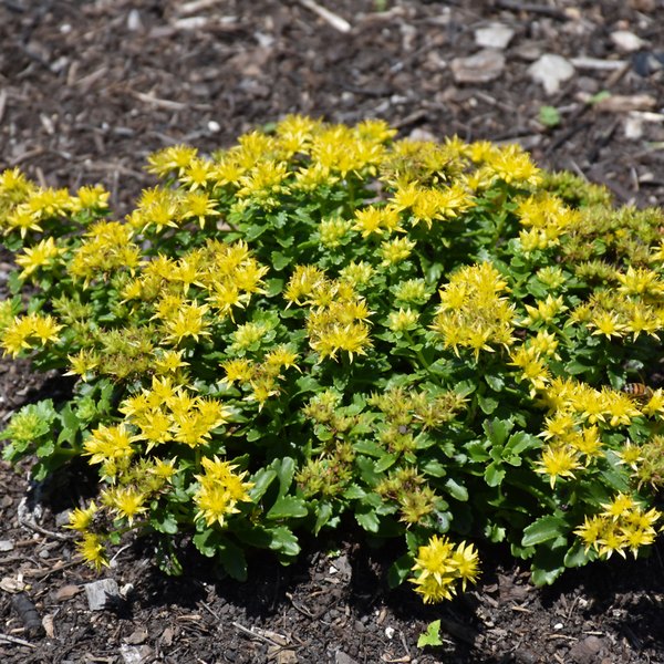 Little Miss Sunshine accent plant
