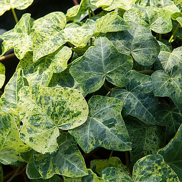 Luzii accent plant