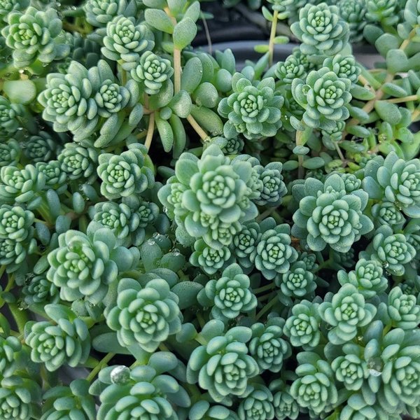 Major accent plant