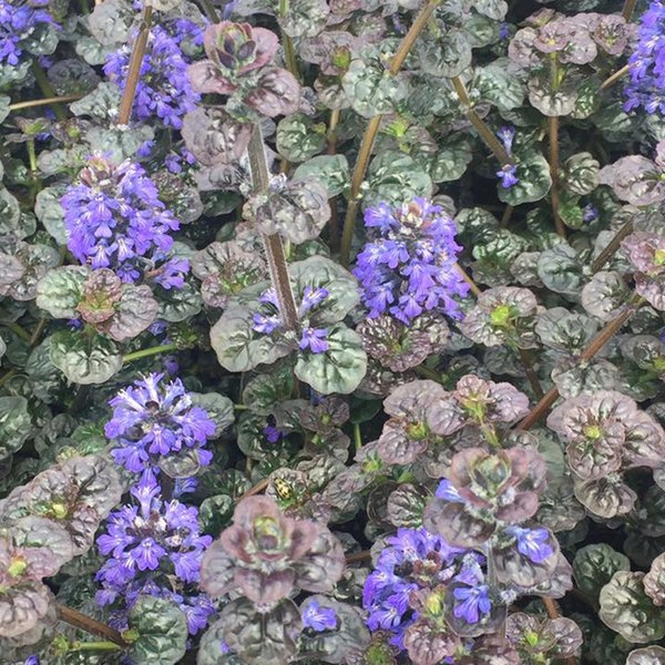 Metallica Crispa accent plant