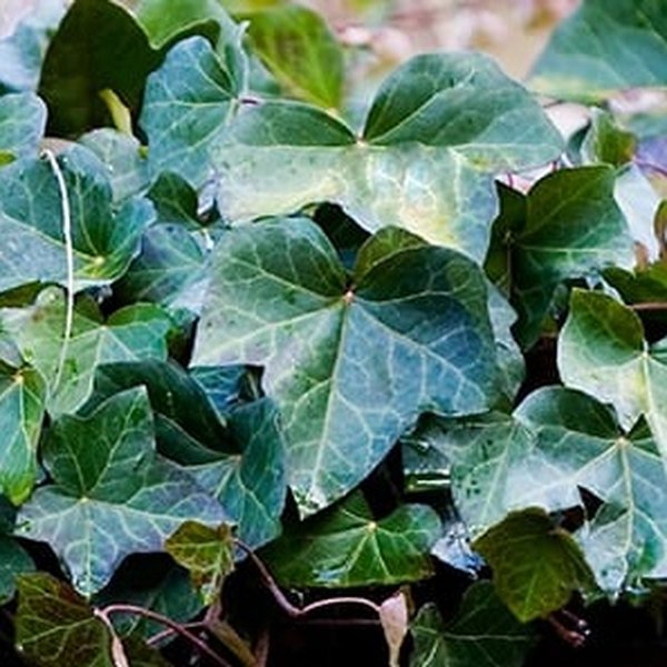 Modern Times accent plant