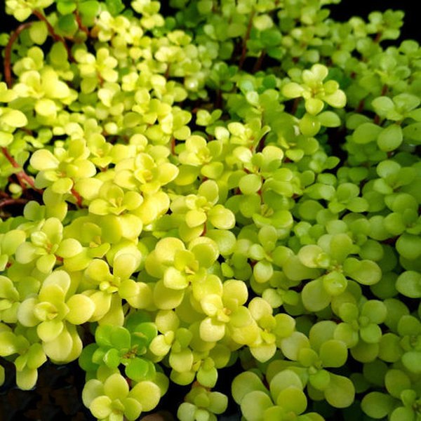 Ogon accent plant