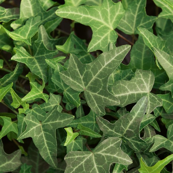 Philosopher accent plant