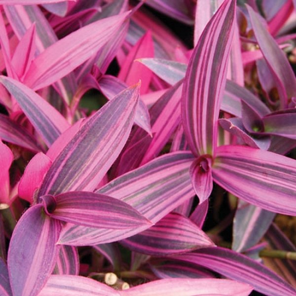 Setcreasea Variegated accent plant