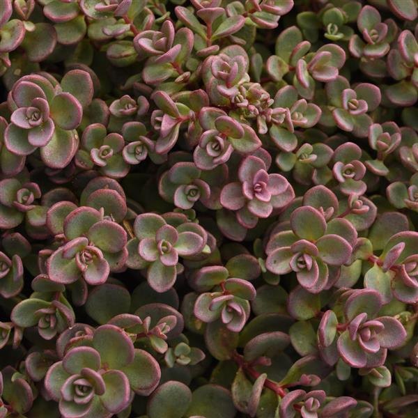 Shamrock accent plant
