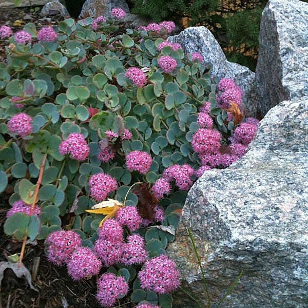 Sieboldii accent plant