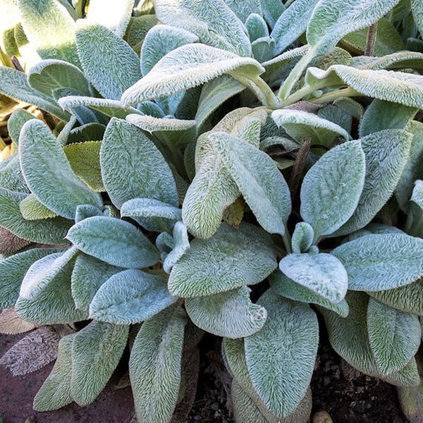 Stachys Silver Carpet accent plant