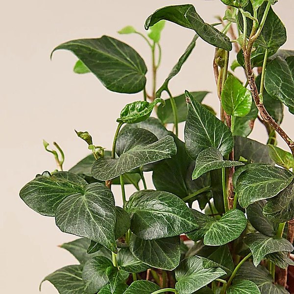Teardrop accent plant