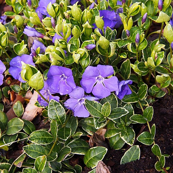 Variegata accent plant