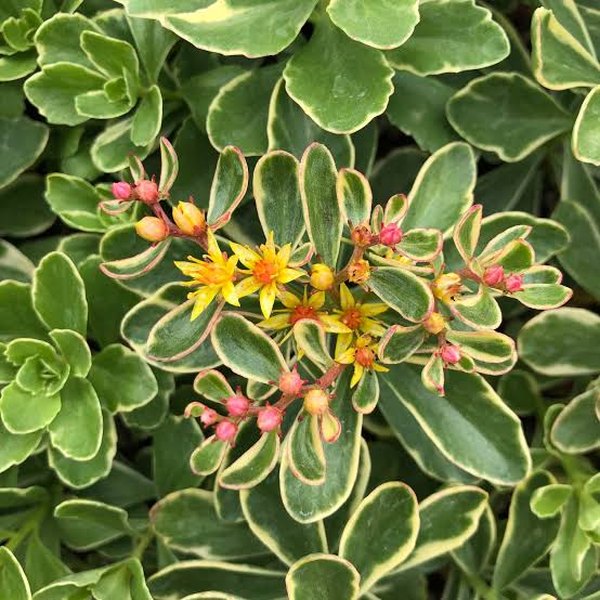 Variegatum accent plant