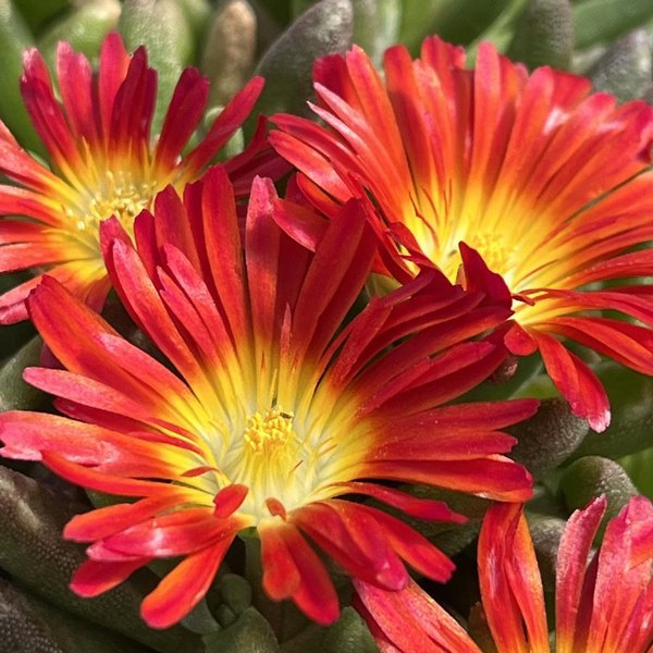 Wheels of Wonder Fire accent plant