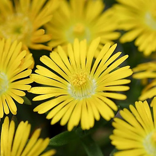 Wheels of Wonder Golden accent plant