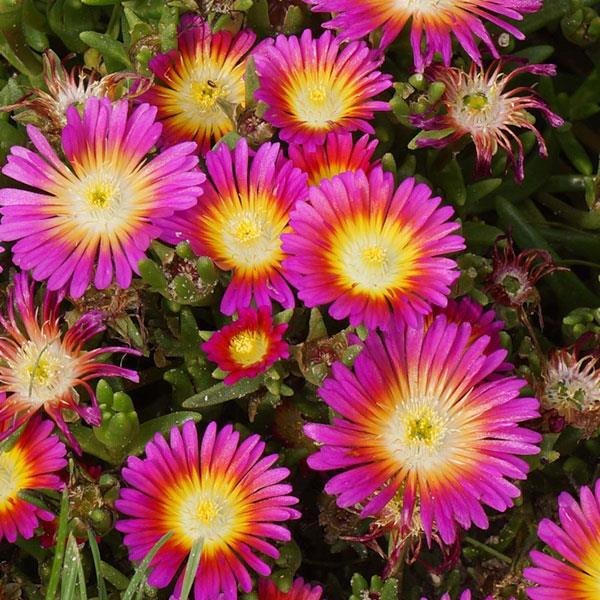 Wheels of Wonder Hot Pink accent plant