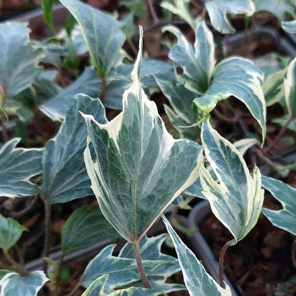 White Ripple accent plant