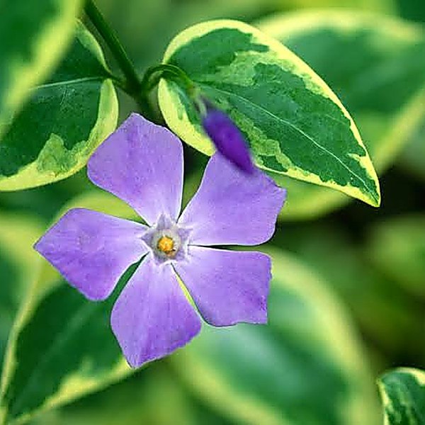 Wojo's Gem accent plant